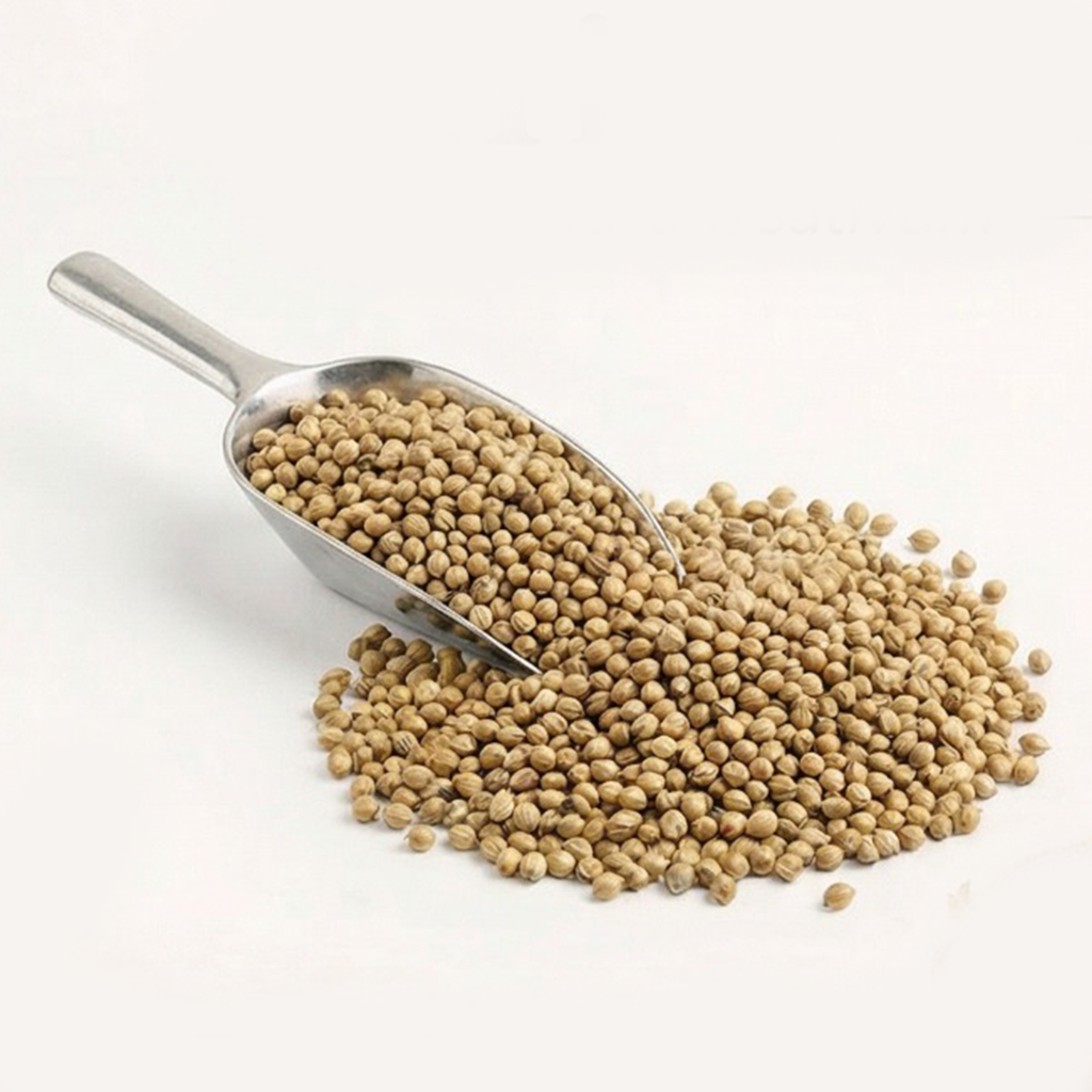 Coriander