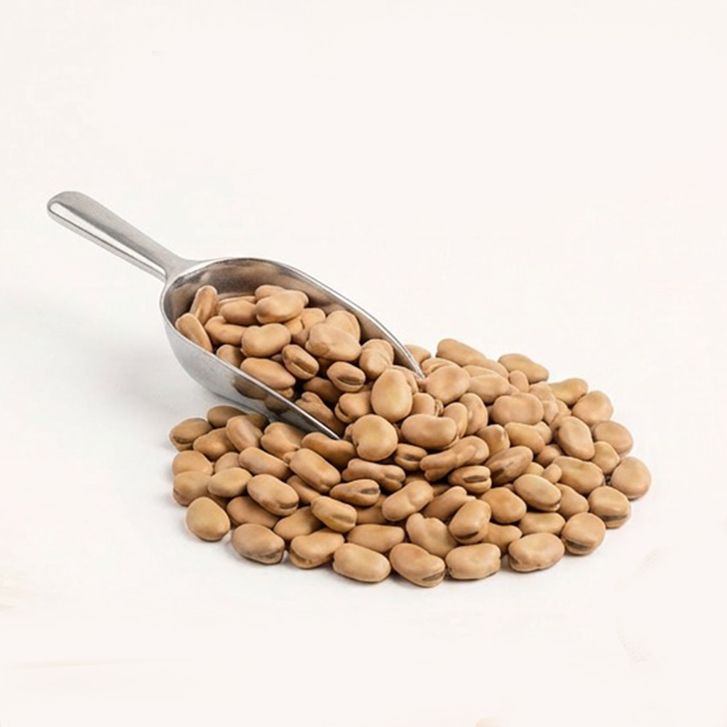 Fava Beans