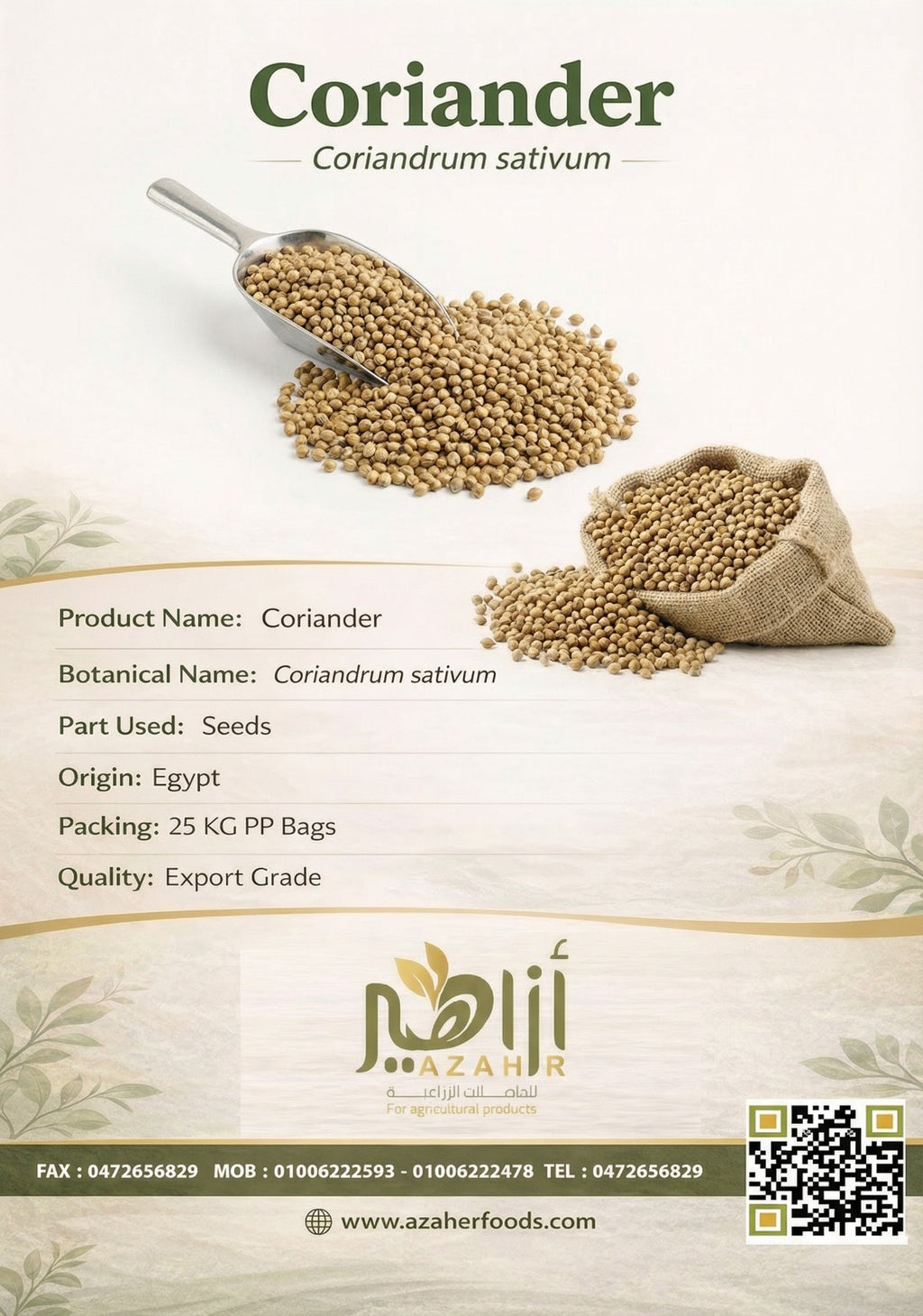 Coriander